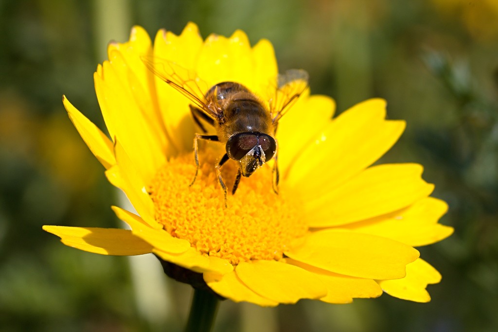 akkerranden akkerrand bloem bloemen flora hdr polder gewas landbouw biodiversiteit landschap cannabis wiet marihuana hasj hennep